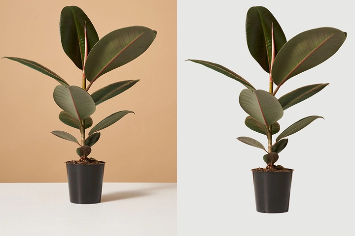 remove background on AIPhotor done easy